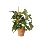 green basics pot de culture 21cm terre cuite doux